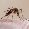 Iipotha yo Malaria yili 15 496 oya lopotwa mokati kaanona moshilongo okuza mu December 2024