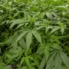 Opolisi mo Otjozondjupa oyiitsu oshitsambe oshinene sho Cannabis mofaalama yopaipindi pooha na Hochfeld