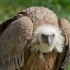 Omakodhi geli 124 oga si mo south africa moshikunino sha Kruger National Park sho gali onyama yondjamba ndjoka yasi sho ya pewa uuzigo hau longithwa muunamapya kaakongi yaali paveta