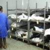 Oshikondo shuuhaku mo Northern Cape osha holola eikwatopomutima omolwa omwaalu tagu indjipala gomidhimba inaadhi ka talwako kookila dhepangelo moshikandjo