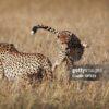 Leopard – Ongwe, Cheetah – Etotongwe. Tiger oshike? – Easy Drive