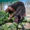 Opolohalama yoondya miigwana ya hangana O WFP no British High Commission oya talelepo omukunda Iikokola moshitopolwa Oshikoto okutala epondolo lyoopololeka dhiikulya